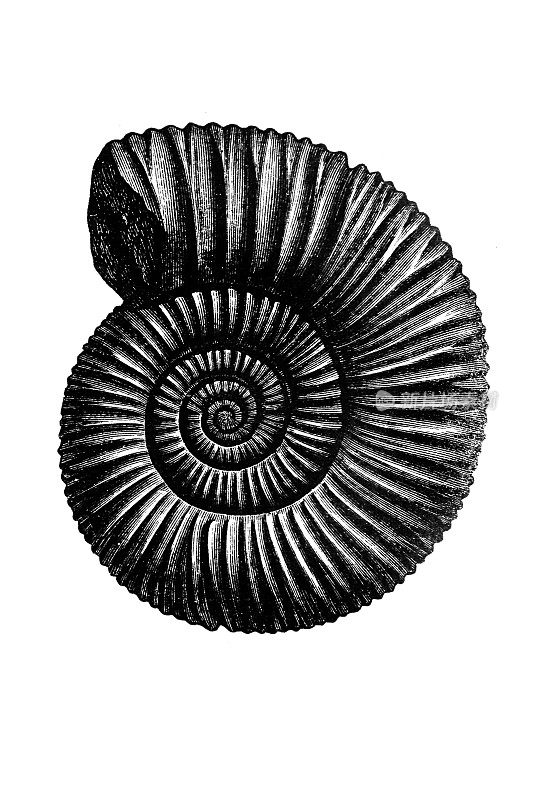 侏罗纪菊石(periisphinctes Tiziani)，也称为菊石，一种已灭绝的头足类动物(软体动物门)，与现代珍珠鹦鹉螺(鹦鹉螺)有关。